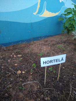 Horta - Jardim I