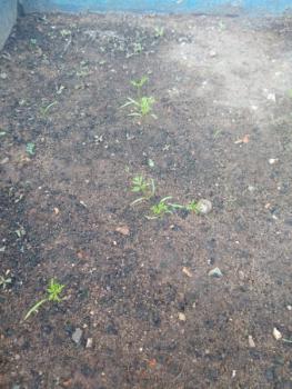 Horta - Jardim I