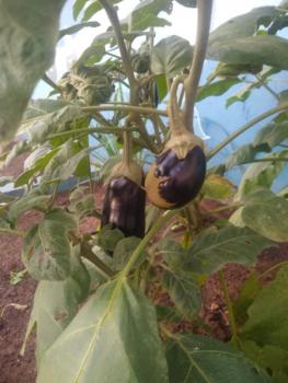 Horta - Jardim I