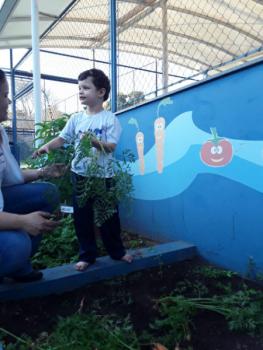 Horta: Plantio de Cenoura - Jardim I