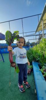 Maternal I plantando, colhendo e fazendo bolo de beterraba