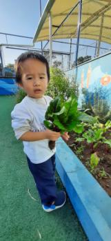 Maternal I plantando, colhendo e fazendo bolo de beterraba