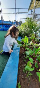 Maternal I plantando, colhendo e fazendo bolo de beterraba