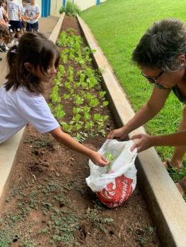 Dia da colheita - Horta 2º ano