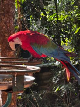 Animália Park