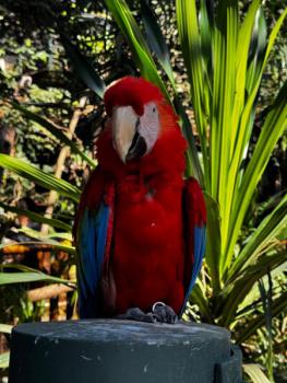 Animália Park