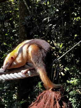 Animália Park