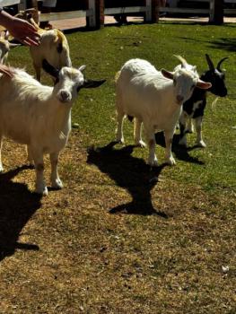 Animália Park
