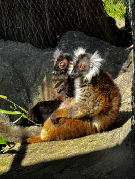 Animália Park