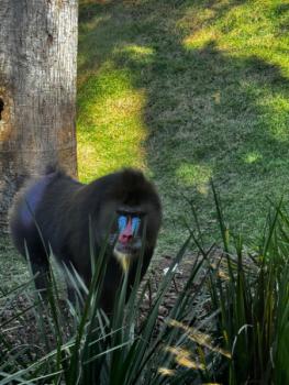 Animália Park