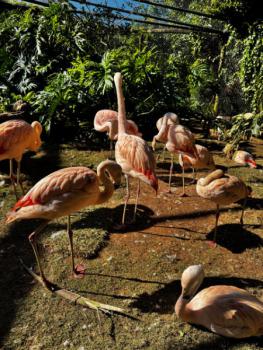 Animália Park